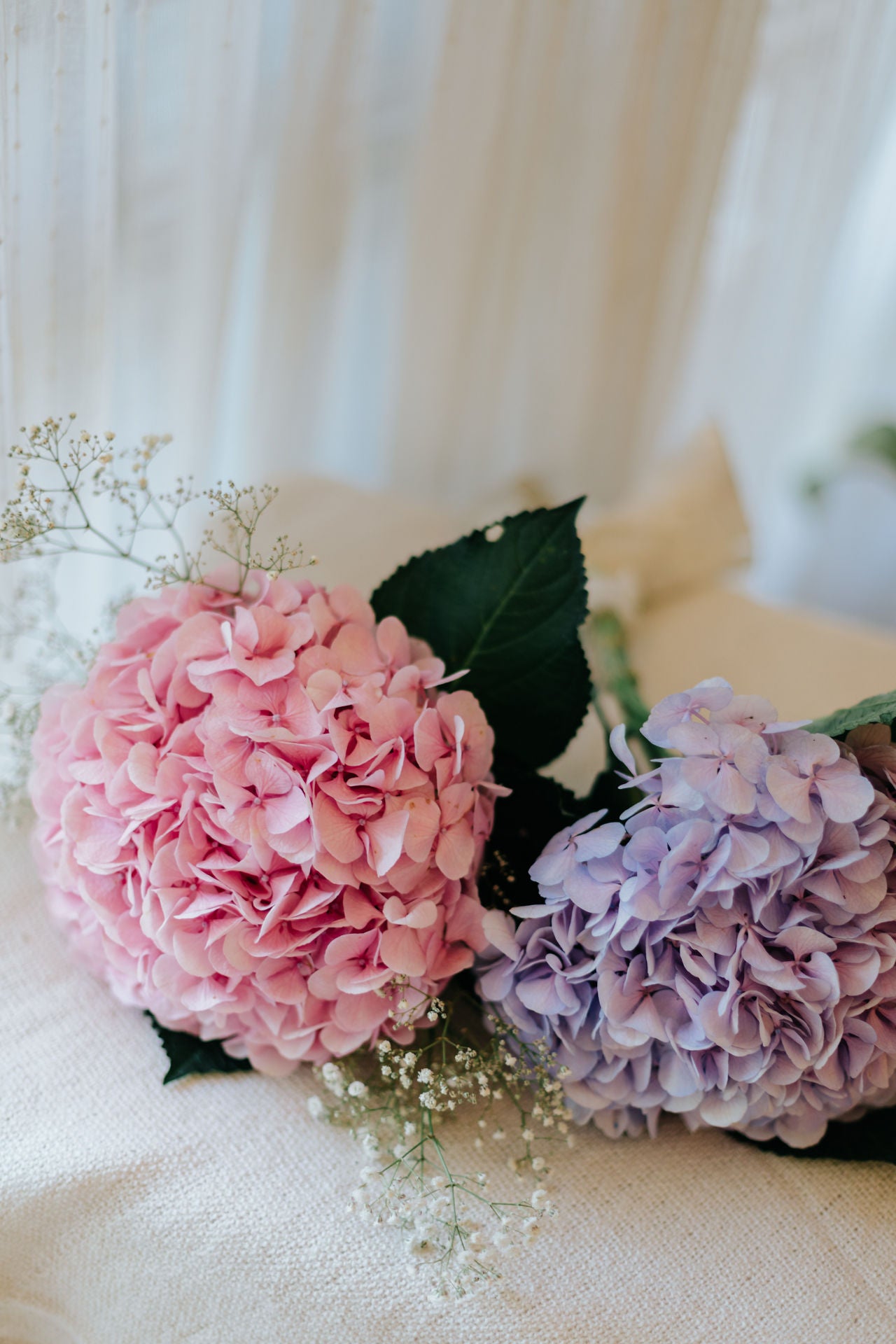 Hydrangea Duet
