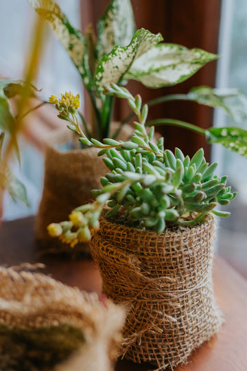 6 best air purifying indoor plants
