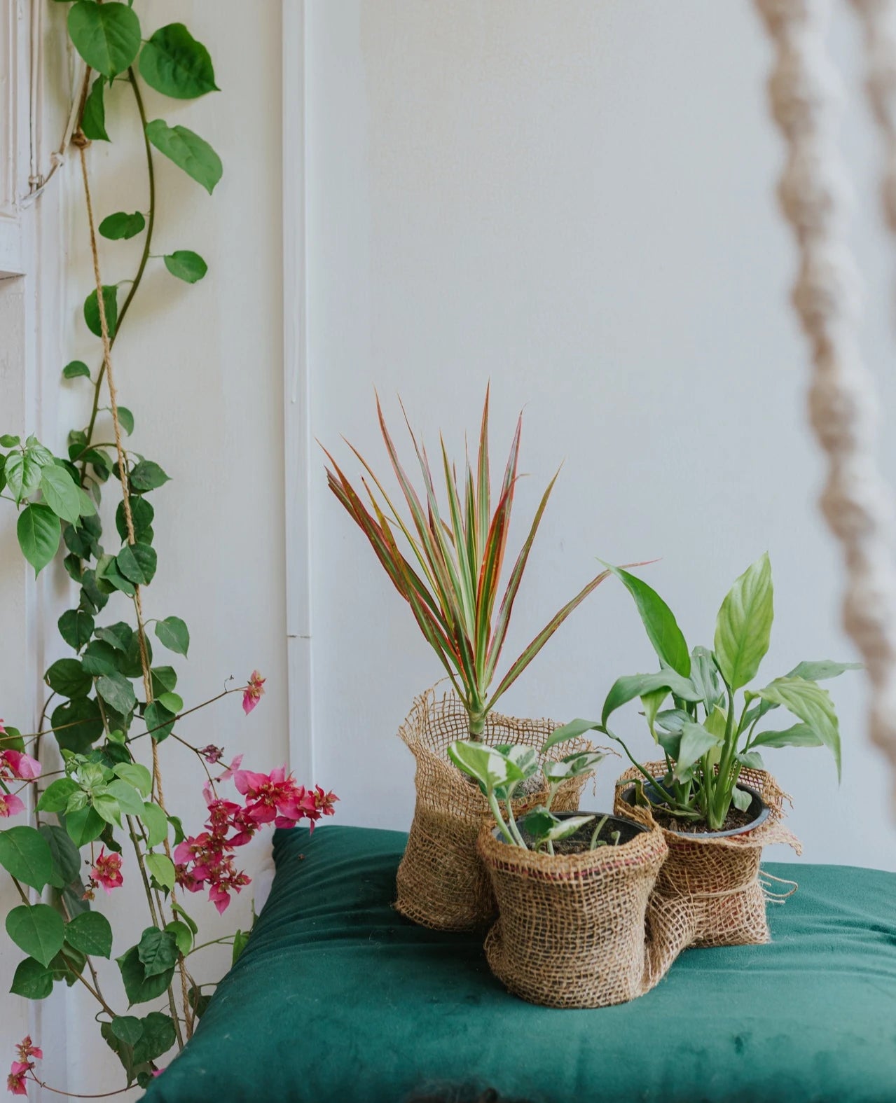 10 Low Maintenance Indoor Plants