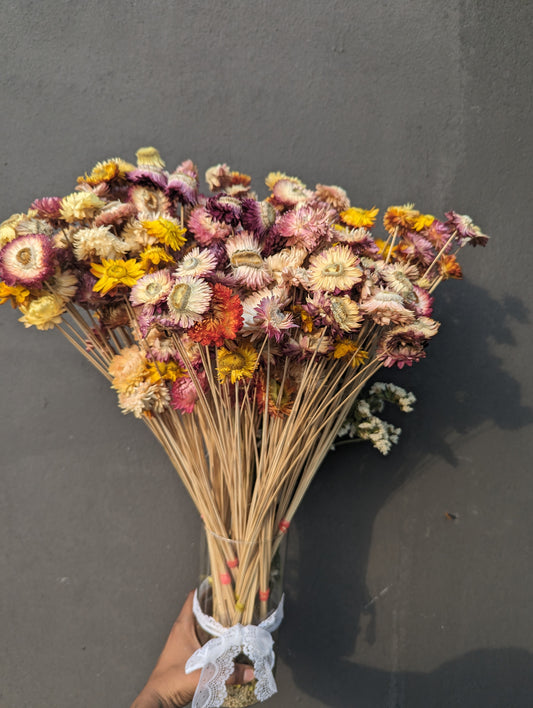 Dried Paper Daisy Bunch