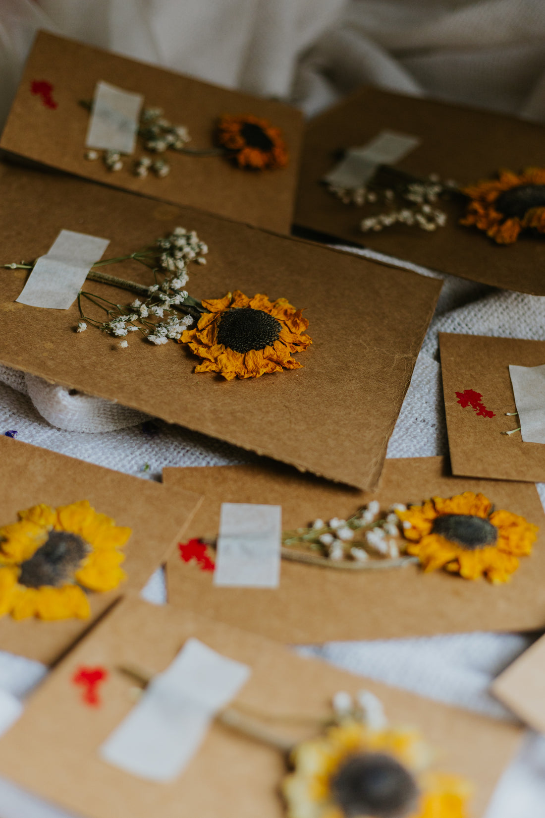 Dried Sunflower Postcard