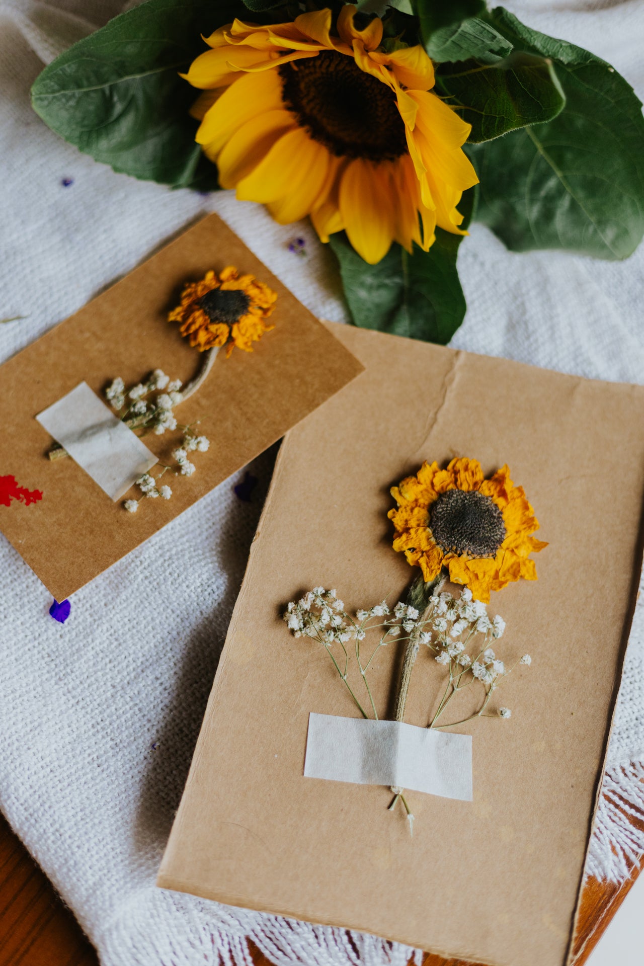 Dried Sunflower Postcard