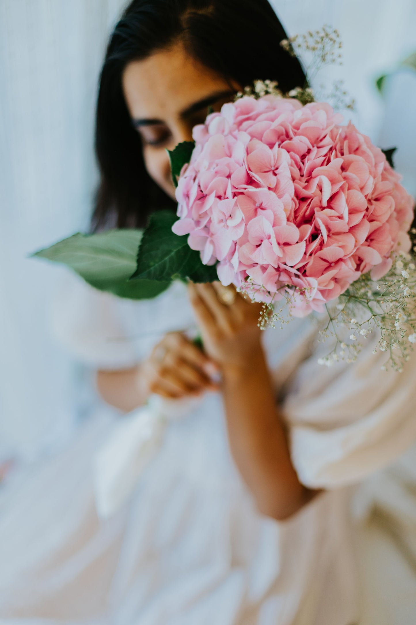 Solo Hydrangea