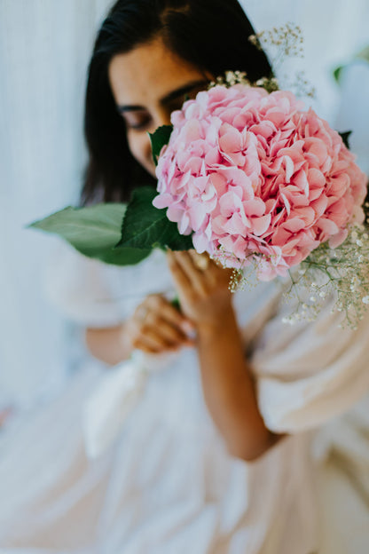 Solo Hydrangea