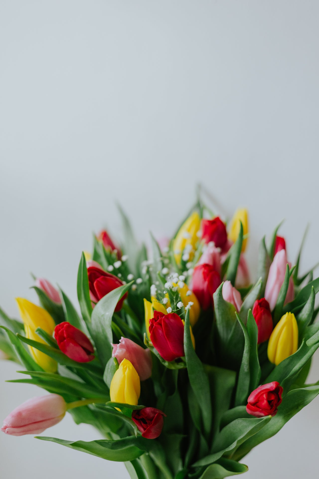 A Symphony of Tulips