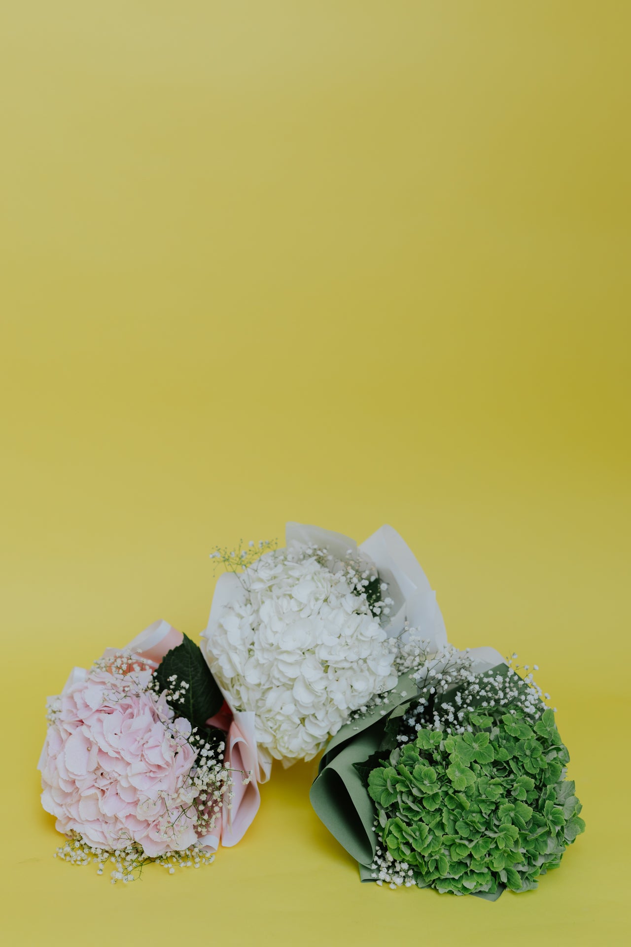 Solo Hydrangea
