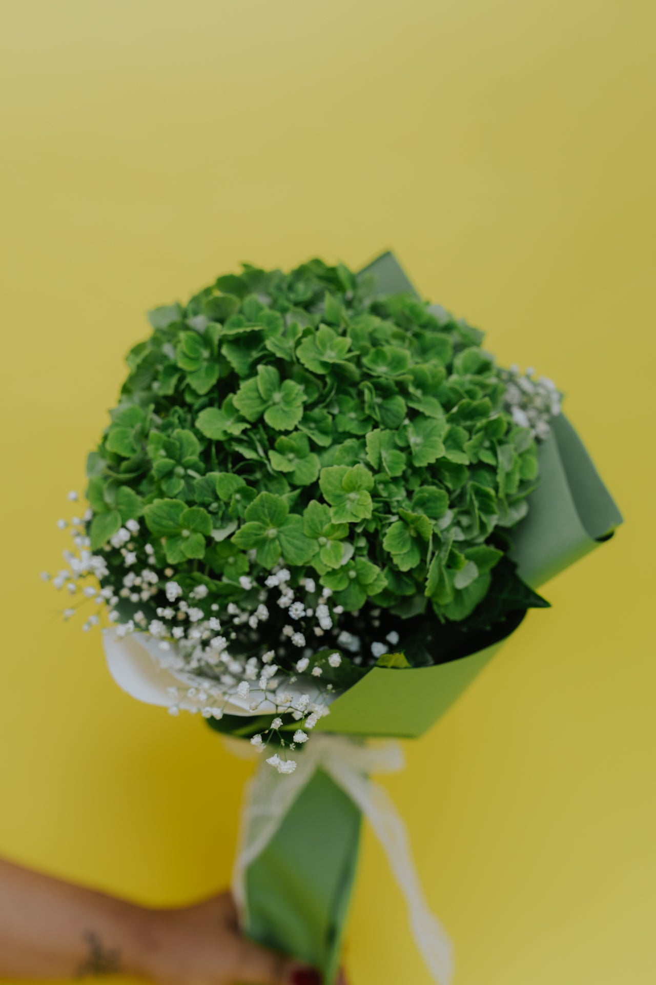 Solo Hydrangea