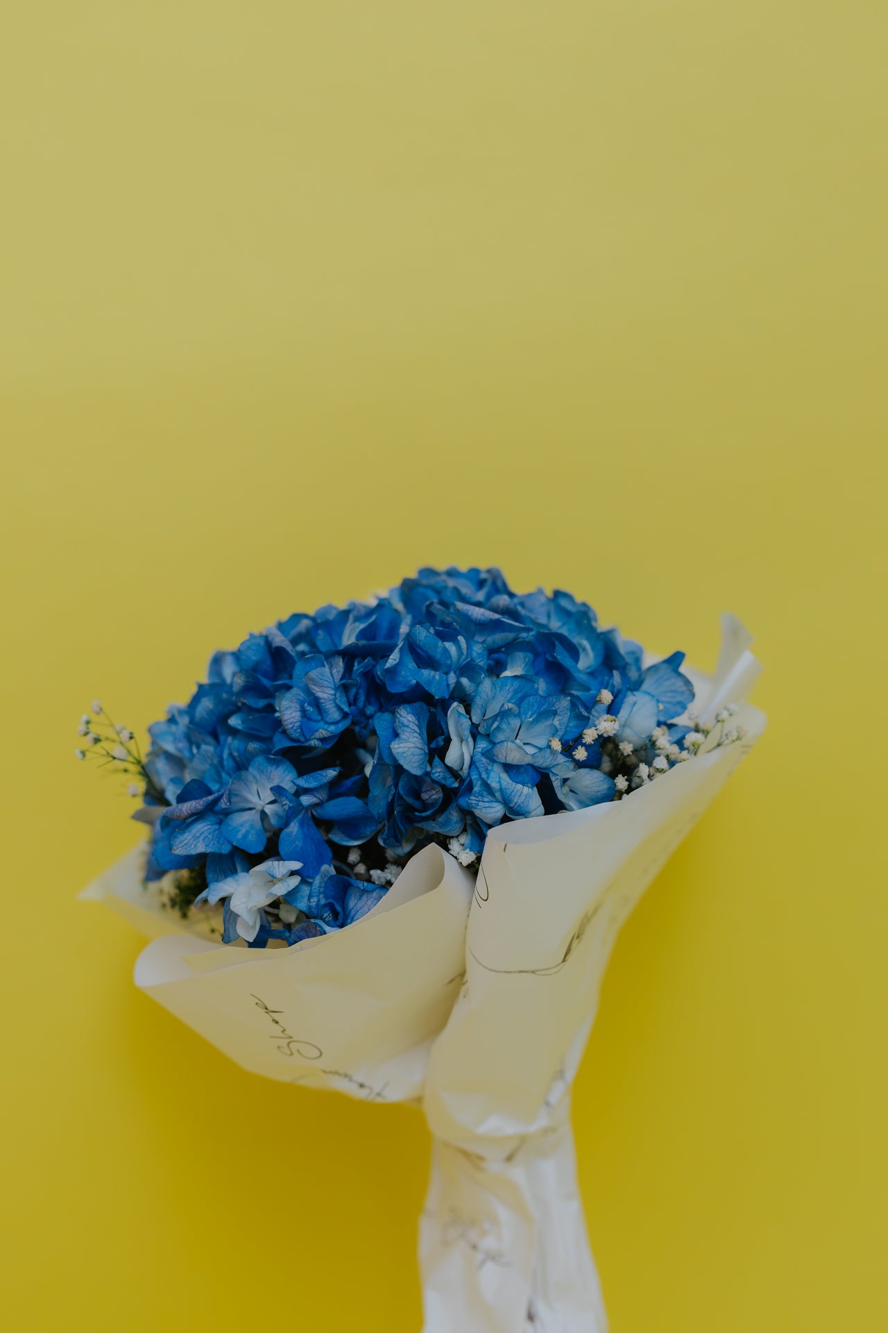 Solo Hydrangea