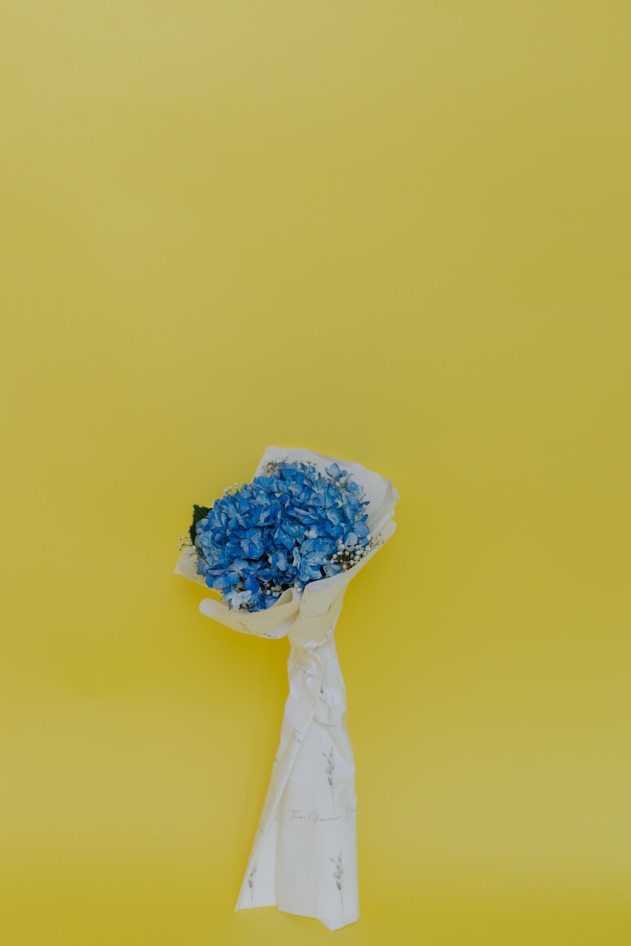 Solo Hydrangea