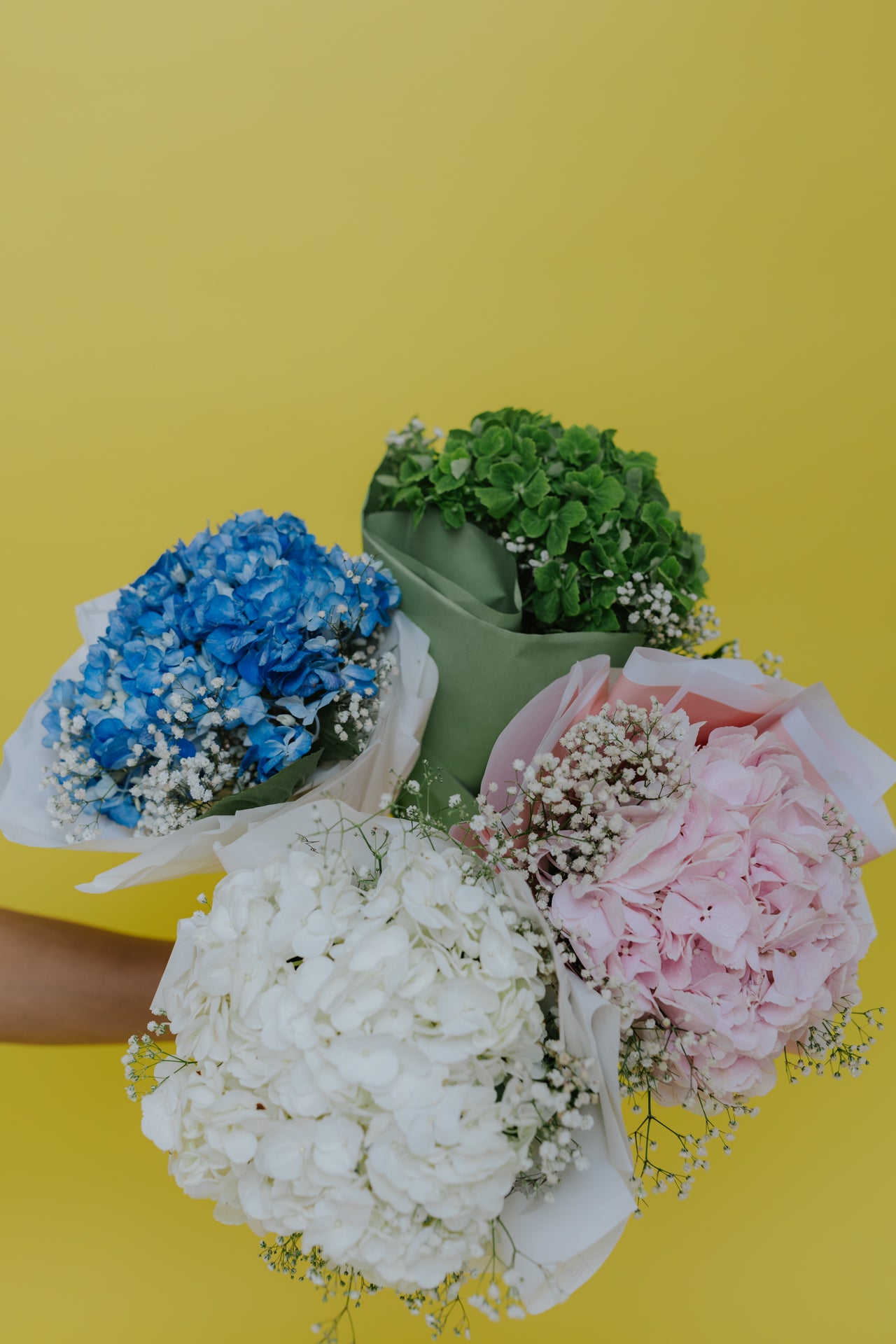 Solo Hydrangea