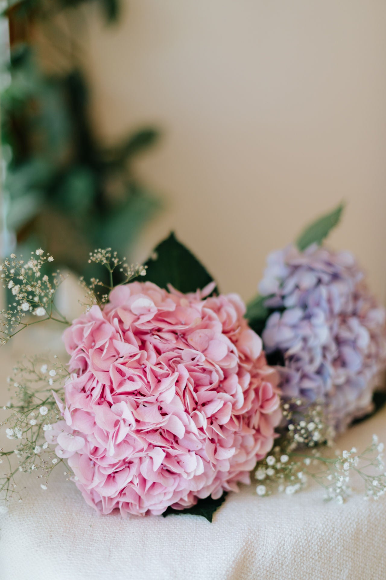 Hydrangea Duet